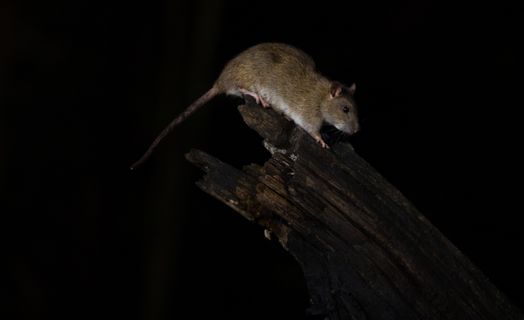 Er zijn ook bruine ratten. Omdat marters ratten eten groeit de populatie nauwelijks. Foto: Edo van Uchelen. 