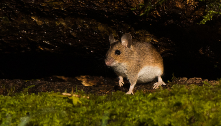 Waar gevoerd wordt verschijnen knaagdieren; hier een grote bosmuis. Deze soort is bezig met een opmars vanuit het oosten en nieuw voor Zuid West Drenthe. Foto: Edo van Uchelen. 