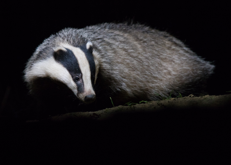 Dassen verschijnen (sinds oktober) elke avond voor de hut. Foto: Edo van Uchelen. 