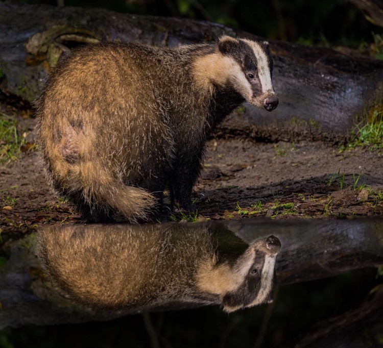 Das met spiegeling. Foto: Ronald Uljee. 