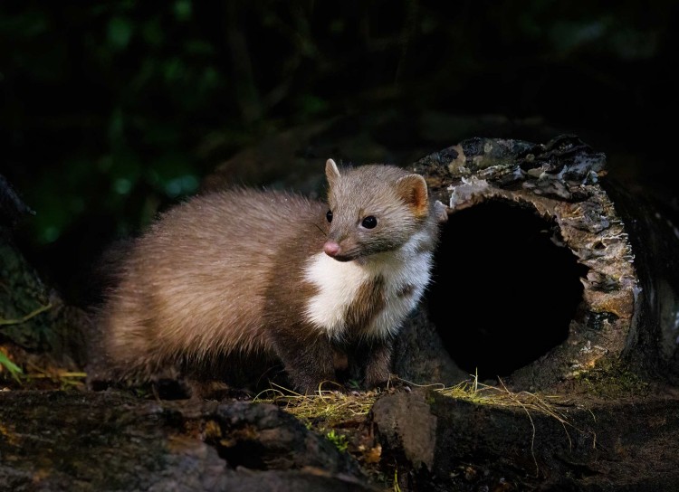 Steenmarter bij boomholte. Foto: Ronald Uljee. 