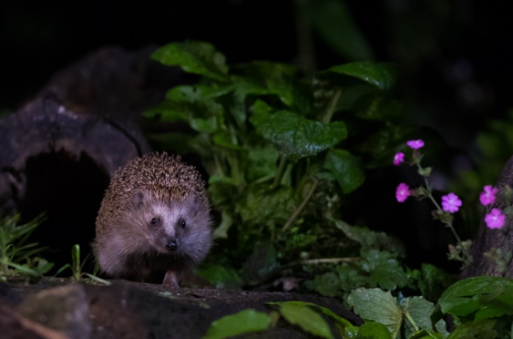 Egels zijn regelmatige bezoekers (niet in de winter). Foto: Edo van Uchelen 