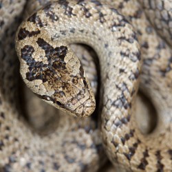 Gladde slang, van bovenaf gefotografeerd komt de fraaie koptekening goed tot uiting. Foto: Edo van Uchelen