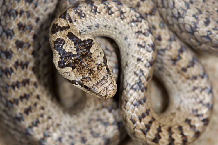 Gladde slang, van bovenaf gefotografeerd komt de fraaie koptekening goed tot uiting. Foto: Edo van Uchelen