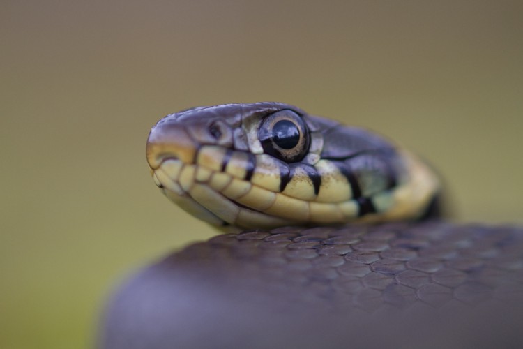 Ringslang. Door gebruik te maken van een groot diagragma leg je de nadruk op de kop en de grote ogen van de slang. Foto: Edo van Uchelen. 