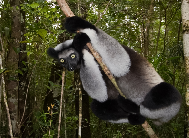 Wie Madagaskar zegt denkt aan lemuren of halfapen. De indri is een van de meest fotogenieke soorten. In Andasibe zijn ze niet moeilijk te vinden.