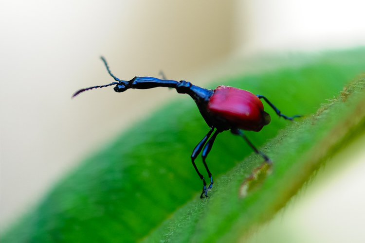 De girafnek-kever is een van de vele fotogenieke insecten in het woud. Foto: Frank Terstappen.