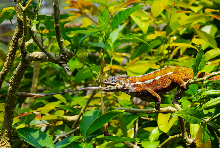 Op het eiland komen meer dan 80 verschillende soorten kameleons voor. Hier vangt een Madagaskar kameleon een insect. Foto: Frank Terstappen.