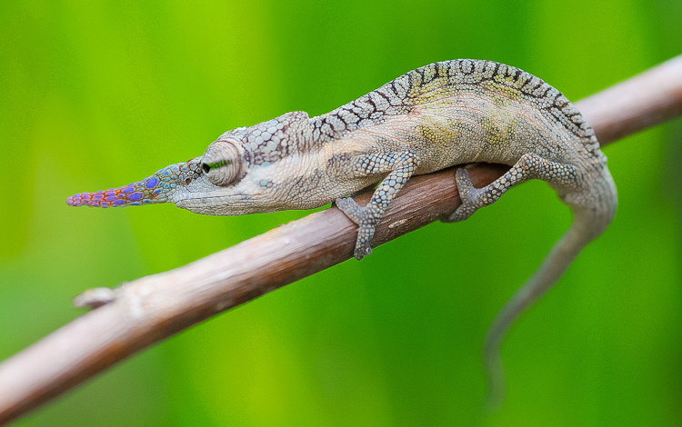 Madagascar nose horned Chameleon. Foto: Frank Terstappen.