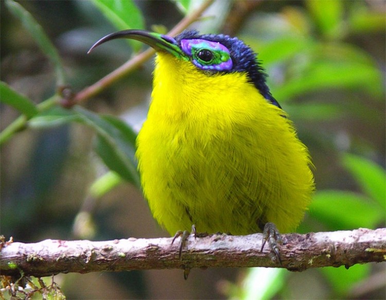 Yellow bellied Asity