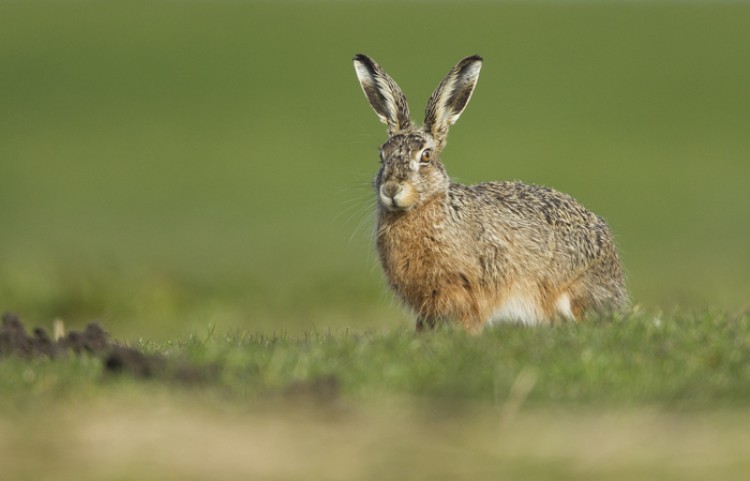 Hazen zijn erg algemeen in de weilanden rondom de hut en komen regelmatig polshoogte nemen. Foto: Edo van Uchelen.