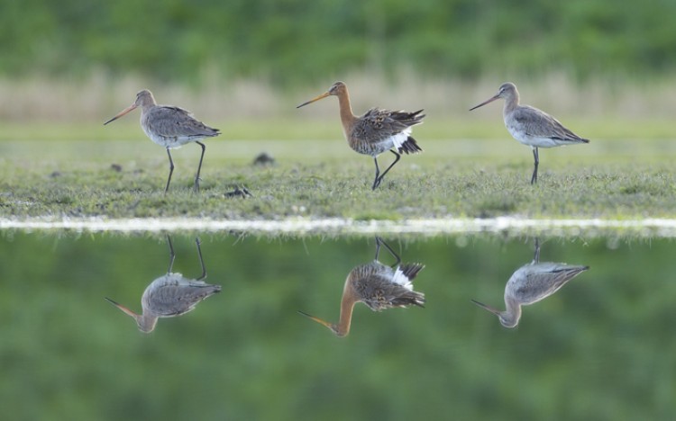 Groepje grutto's. Ook 'van afstand' zijn fraaie foto's mogelijk. Foto: Edo van Uchelen