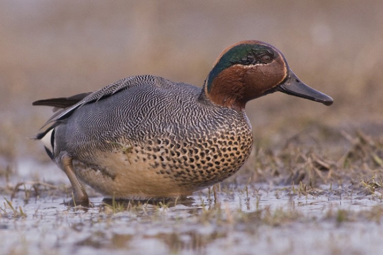 Wintertaling. Foto: Hans Germeraad.