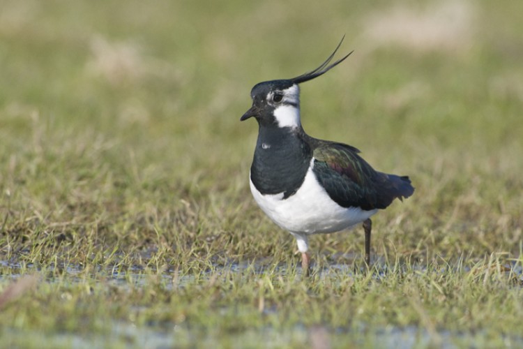 Kieviten broeden met tientallen paartjes in de weilanden rond de hut. Foto: Hans Germeraad.