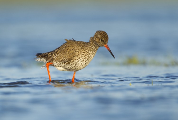 De tureluur is de meeste nieuwsgierige weidevogel en komt vaak als eerste zeer dichtbij. Foto: Edo van Uchelen.
