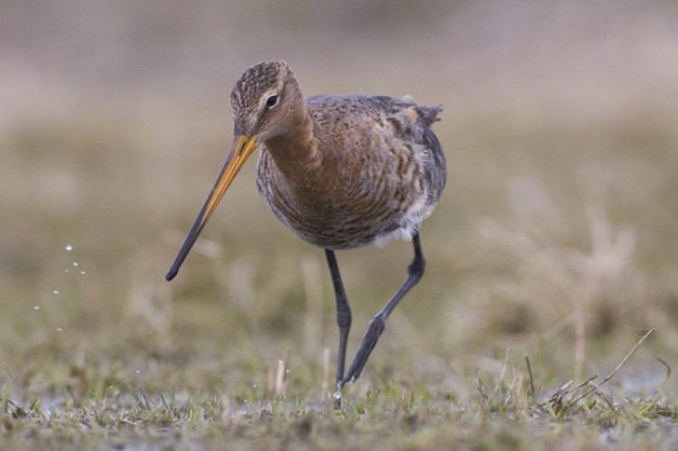 Grutto's worden sterk aangetrokken door de plas-dras sitruatie rond de hut. Foto: Hans Germeraad.