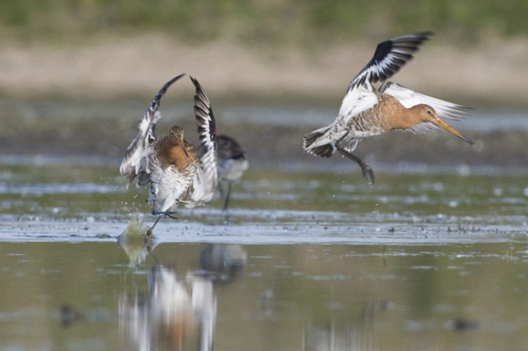 Het leuke van vogelfotografie vanuit een schuilhut is dat je natuurlijk gedrag kunt waarnemen en fotograferen. Foto: Hans Germeraad.
