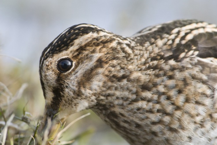 Watersnip, vlak voor de hut kun je soms portretjes maken. Foto: Hans Germeraad.