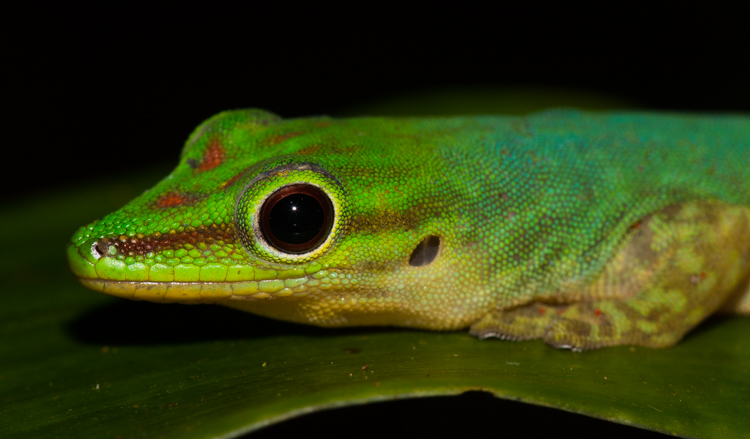 Phelsuma's of daggekko's zijn kleurrijk en overdag aan te treffen. Foto: Edo van Uchelen