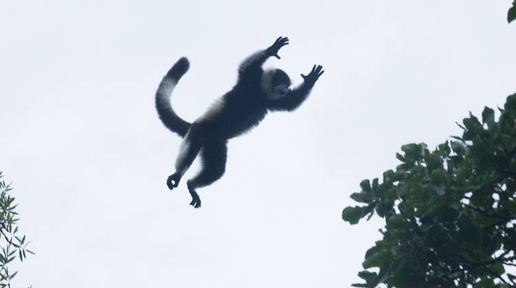 Als je goed kijkt en assertief bent is het mogelijk: lemuren in de lucht! Foto: Edo van Uchelen.