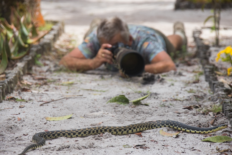 Op Madagaskar komen veel reptielen voor, waaronder deze mangroveslang. Giftige slangen ontbreken op Madagaskar. Foto: Edo van Uchelen.