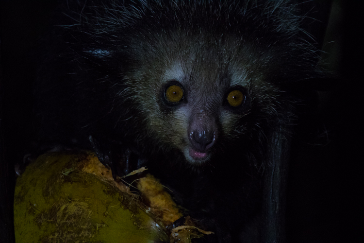 Het vingerdier is een bizarre lemuur die 's nachts actief is. We gaan er speciaal naar op zoek. Foto: Edo van Uchelen.