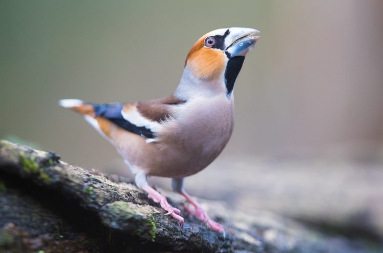 Omdat de vogels je niet zien komen ze heel dichtbij, een 300 mm lens is voldoende. Foto: Edo van Uchelen. 