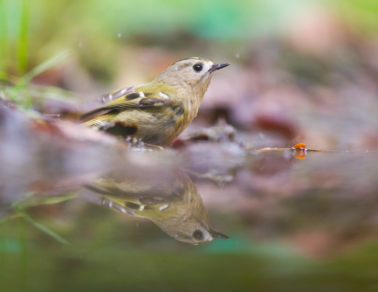je leert gebruik te maken van de mogelijkheden die de hut biedt, zoals spiegeling. Een zoomlens kan heel handig zijn, soms zitten de vogels te dichtbij! Foto: Edo van Uchelen 