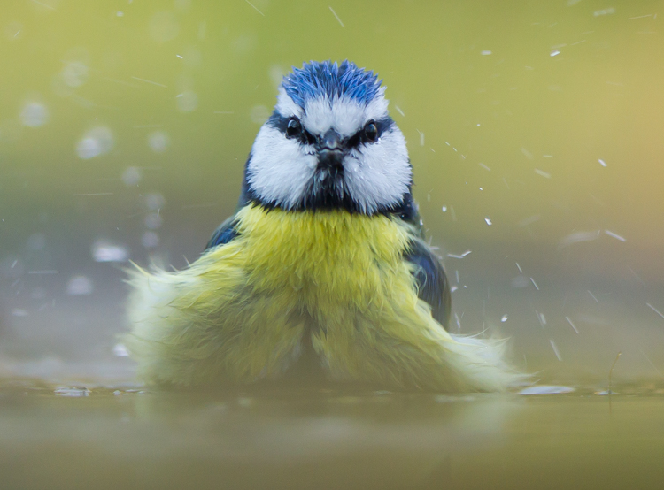 Pimpelmees in bad: je fotografeert vanaf een laag standpunt waardoor je (met het juiste diafragma) een vage achtergrond krijgt. Foto: Edo van Uchelen