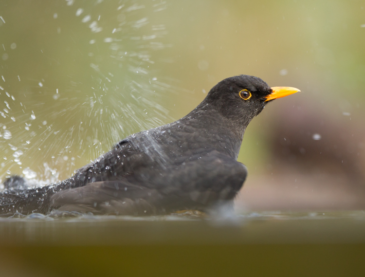 Je kunt ook oefenen met lange sluitertijden, let op de waterdruppels....Foto: Edo van Uchelen