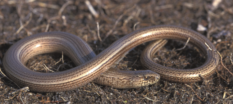 Hazelworm. Foto: Edo van Uchelen. 