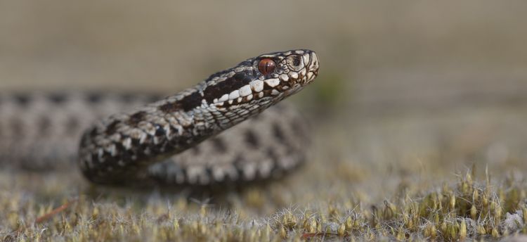 Portret van de adder. Foto: Edo van Uchelen. 