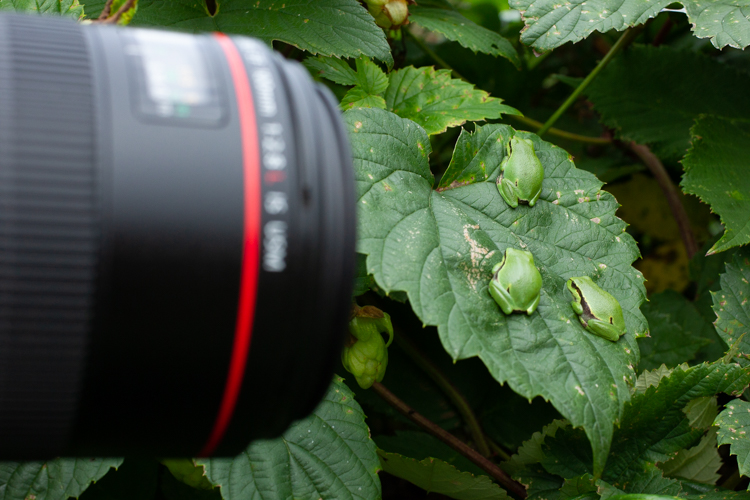 Je kunt hier boomkikkers van zeer dichtbij fotograferen!