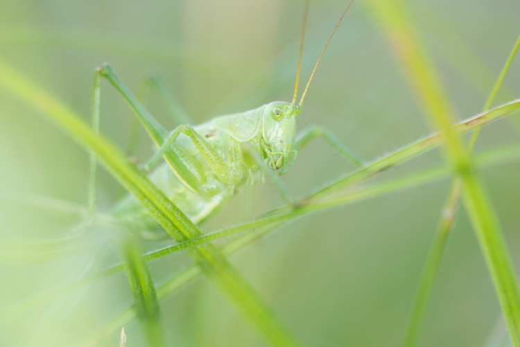 Grote groene sabelsprinkhaan. Foto: Edo van Uchelen. 