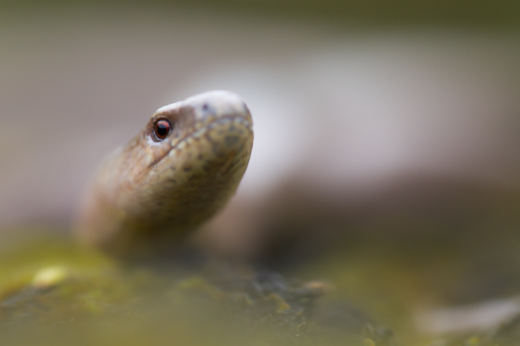 Hazelworm. Foto: Edo van Uchelen. 