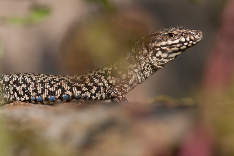 Muurhagedis. Foto: Edo van Uchelen. 