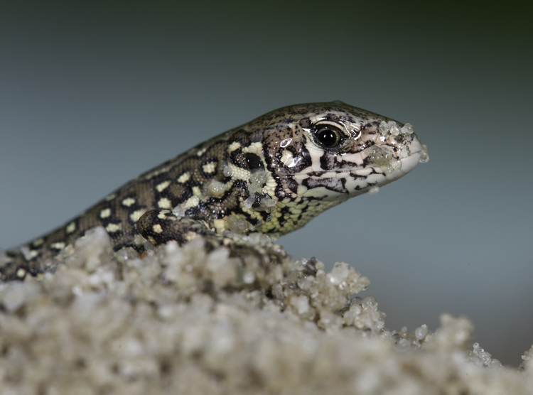 Jonge zandhagedis. Foto: Edo van Uchelen. 