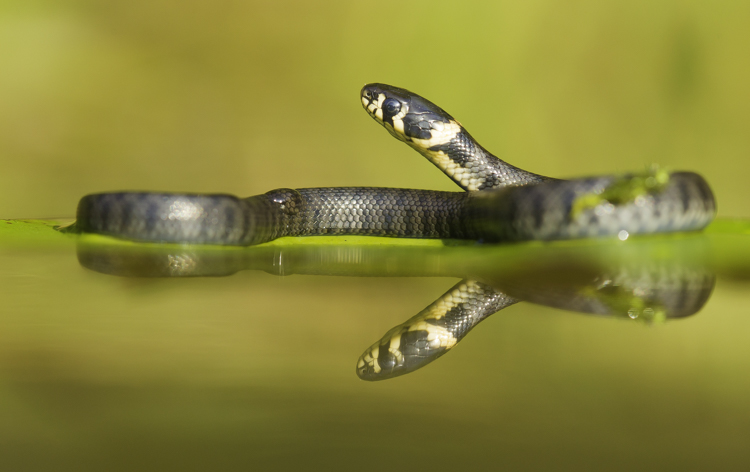 Met wat geluk vinden we ook een ringslang. Foto: Edo van Uchelen. 