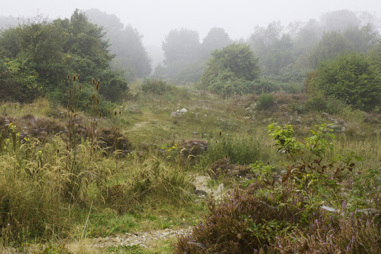 Heideterrein, rijk aan reptielen. Foto: Edo van Uchelen. 