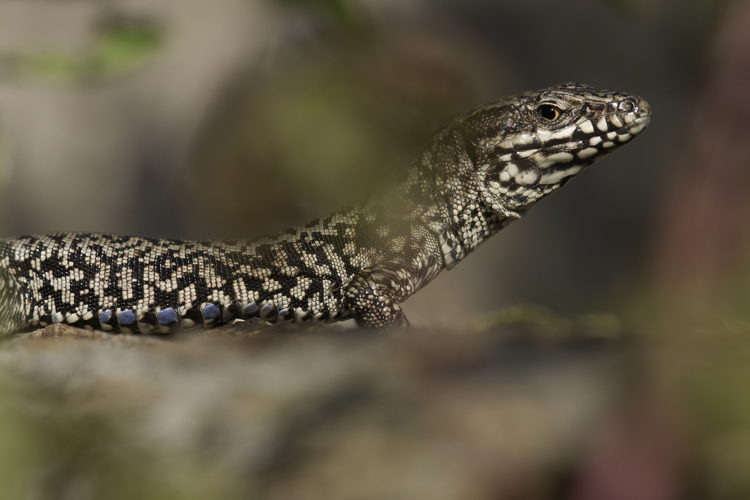 De muurhagedis is talrijk en gemakkelijk te fotograferen. Foto: Edo van Uchelen. 