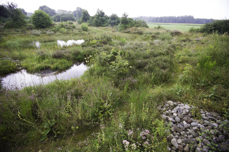 Terrein met poelen en steenhoop. Foto: Edo van Uchelen. 