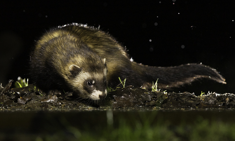 Bunzing op zoek naar bruine rat...Foto: Edo van Uchelen. 