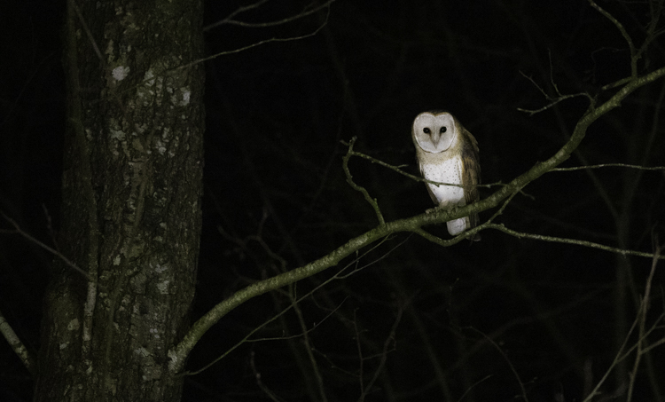 Eem enkele keer verschijnt er een kerkuil of bosuil. Foto: Edo van Uchelen. 