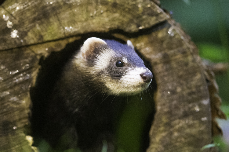 Bunzing in holle boomstronk. Foto: Edo van Uchelen.  