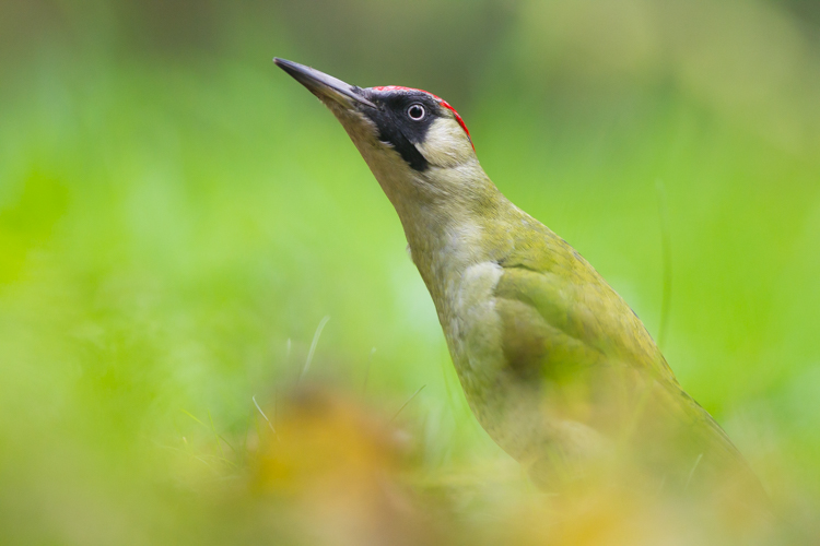 Groene specht. Foto: Edo van Uchelen. 