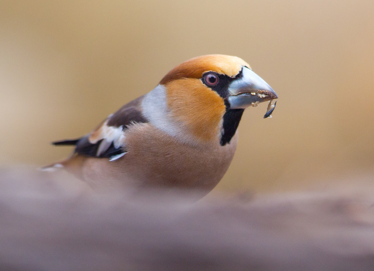 Appelvinken zijn fotogeniek en vaak voor de hut aanwezig. Foto: Edo van Uchelen. 