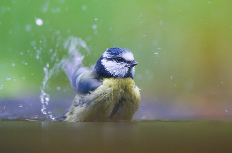 Pimpelmees in bad. De vijver voor de hut is verhoogd aangelegd. Op de plek waar vogels badderen heb je een mooie, rustige achtergrond. Foto: Edo van Uchelen. 