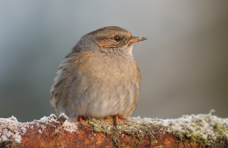 Heggenmus. Foto: Edo van Uchelen. 