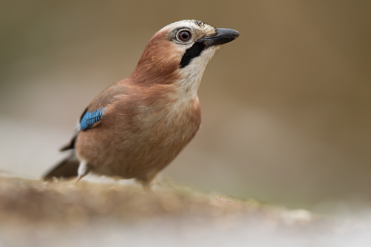 Gaaien zijn dagelijkse bezoekers, en dol op pinda's. Foto: Edo van Uchelen. 