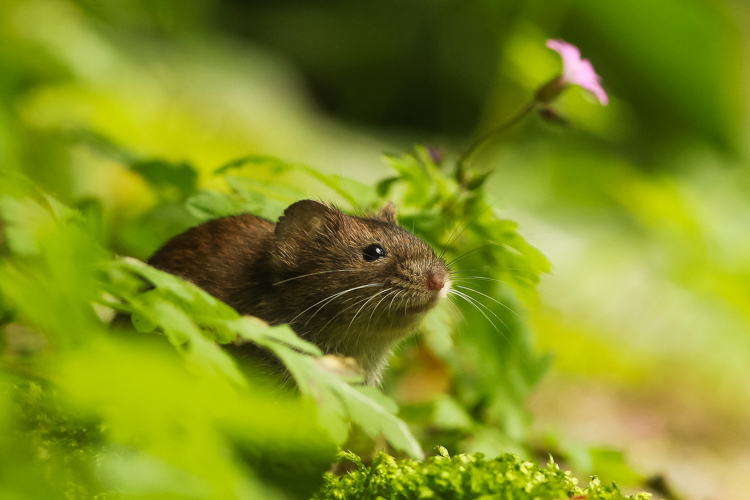 Rosse woelmuis. Foto: Edo van Uchelen. 